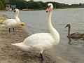 06 08 07 Miedwie_12